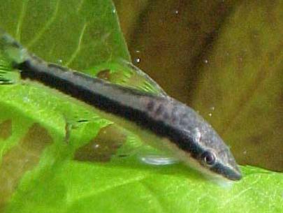 esitation pour poisson de fond Otocinclus