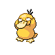 Oreburg Gate Psyduck