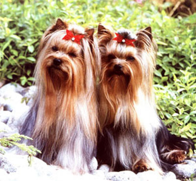 Yorkshire Terrier Yorkshire_Terrier1_(1)