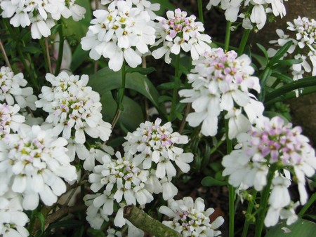 Plante à fleurs blanches Iberis