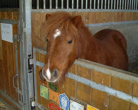 Petit Prince,shetland,M JoliCoeur_portrait_04