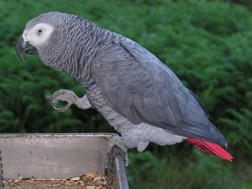                                              الببغاء الأفريقي African-grey-parrot