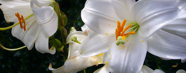 Plantar Bolbos no Verão Lilium_candidum