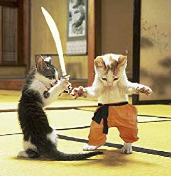 imagenes graciosas cuidado Gatosfight