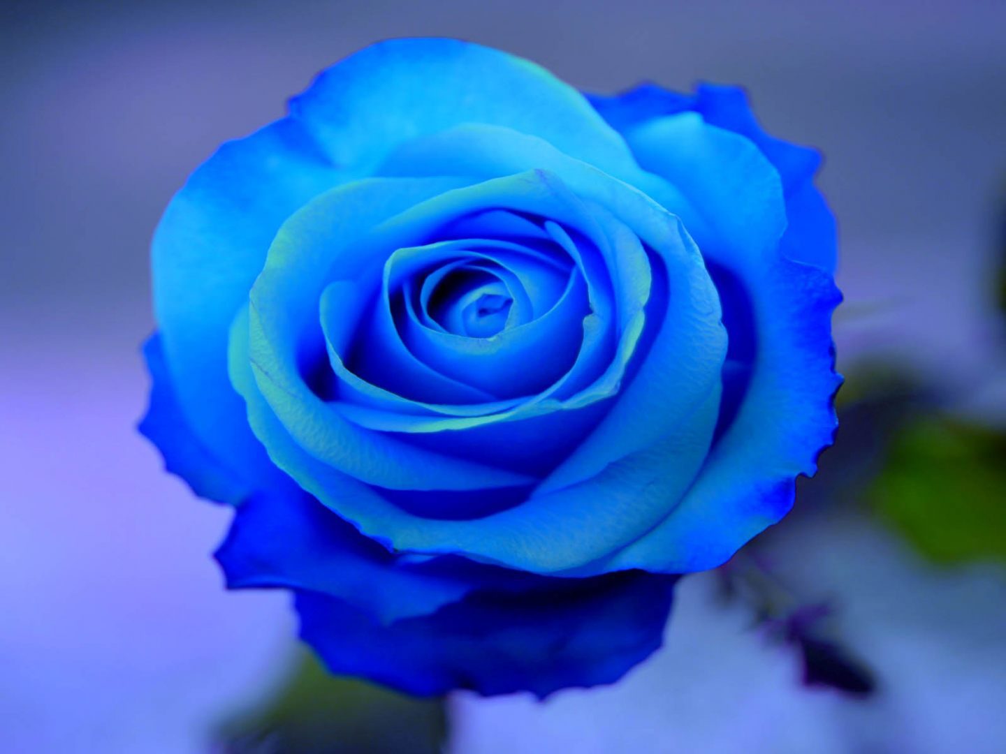 Palabra y Imagen - Página 34 Foto-de-una-rosa-azul