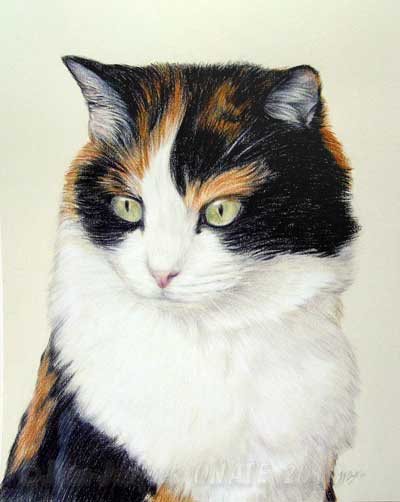 Poil de Renard  Portrait-Chat-Tricolore-Rebecca