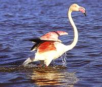 Costa Azul Flamingo