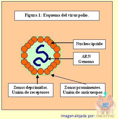 Mentiras sobre el Sida. - Página 3 Figura1