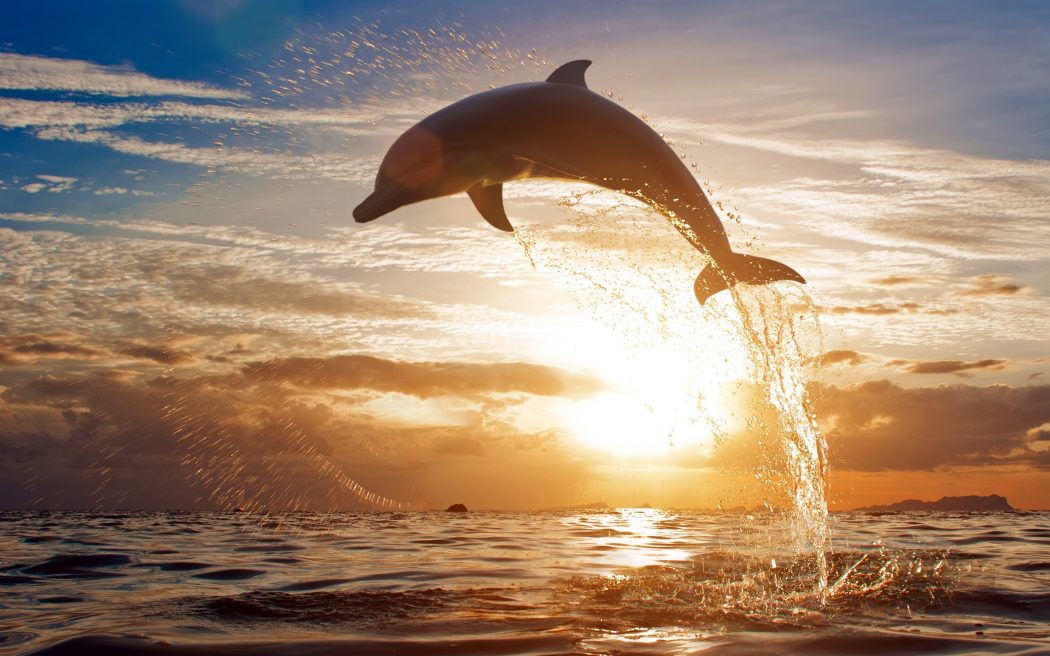 Axl reparte amor - Página 15 Beach-wallpapers-dolphin-sunset-wallpaper-36946