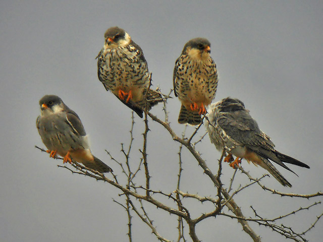 เหยี่ยวตีนแดง Amur Falcon  Amur-Falcon3