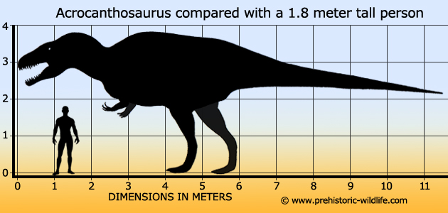 Acrocanthosaurus vs Saurophaganax Acrocanthosaurus-size