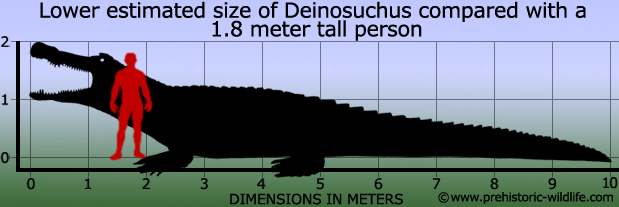 Deinosuchus riograndensis vs Titanoboa cerrejonensis Deinosuchus-size