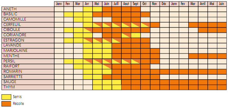 Calendrier des semis et récolte Calendrier-aromatiques