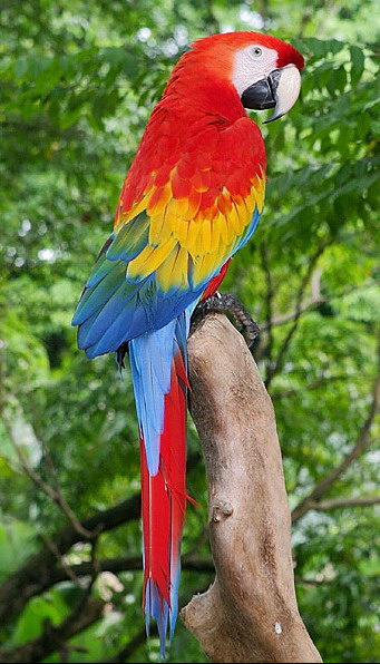 Paukšteliai / papūgėlės Scarlet%20Macaw