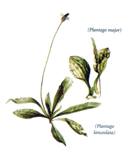 LJEKOVITO BILJE ZA RAZLIČITE NAMJENE  Plantago