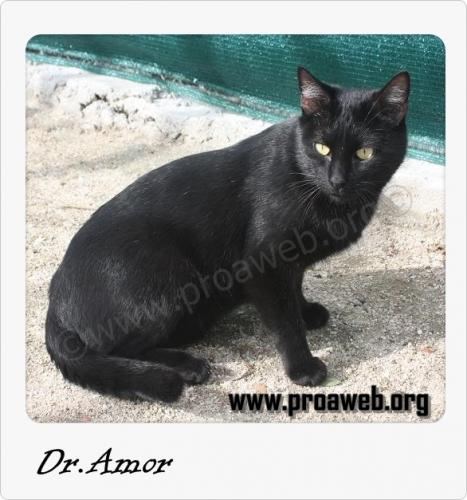 *ADOPTADO!! DR AMOR (noviembre 2010). Gato en adopcion. Tiene inmuno, pero se merece todo lo mejor. PROA.Madrid (Solo en adopcion en la comunidad de Madrid) (PE)  Pro1_40g