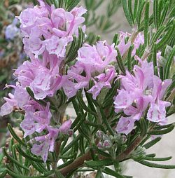 .إكليل الجبل – الحاصلبان : Rosmarinus officinalis 2797-rosmarinus-officinalis-majorca-pink