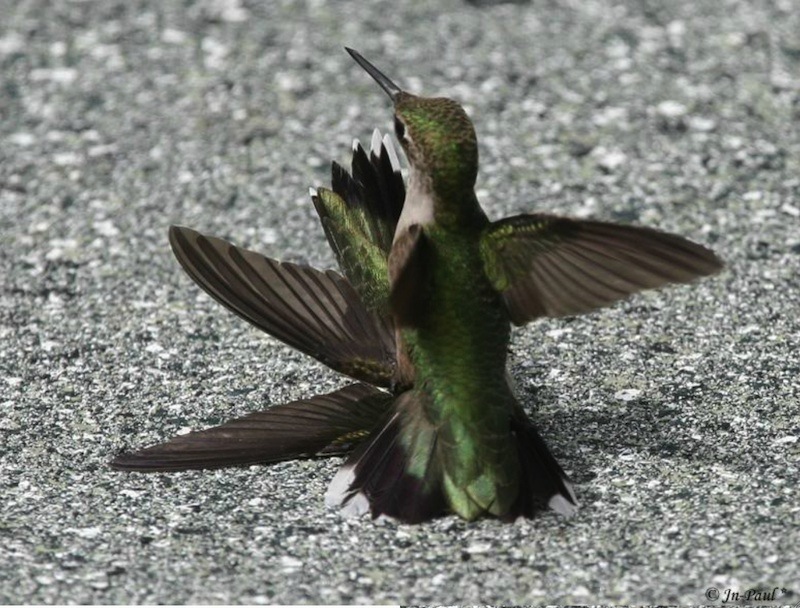 Une maman colibri fait de l'éducation Chicane