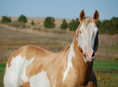 Horses................................ Copy_of_dsc_2782