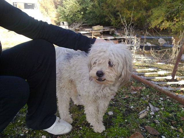 COPY - caniche abandonado dos veces. Urgente - Córdoba - PROTECTORA DE RUTE Copy