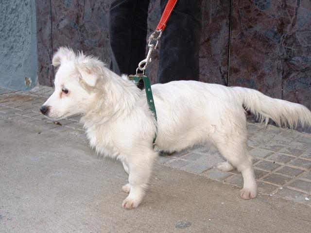 GYM - Cachorrito de un mes y medio muy llorón y guapo - www.protectoraderute.org - Córdoba DSCF0075_0