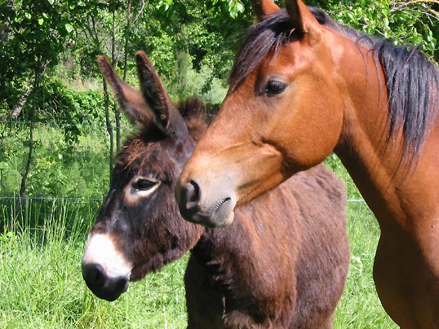 - La photo. Animaux-anecheval