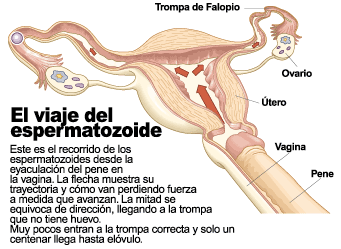 El aborto. ¿Crimen o un derecho? - Página 10 Camino_espermatozoide