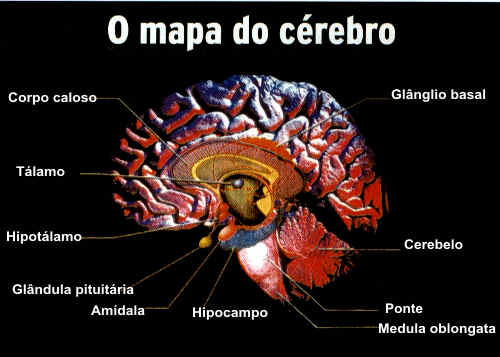 Msicas em Imagens (Evanescence) - Pgina 7 Foto_cerebro