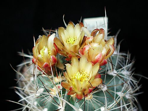 روعة الصبار Cactus-1