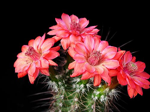 روعة الصبار Cactus-105