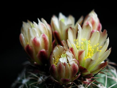 أزهارأنواع  صبار Cactus-171
