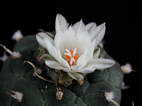 روعة الصبار Cactus-184