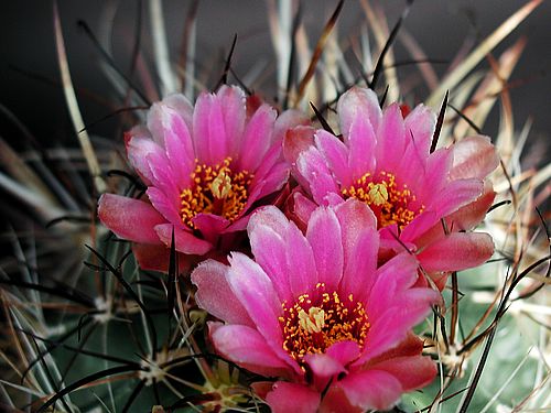 أزهارأنواع  صبار Cactus-187