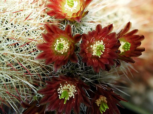 أزهارأنواع  صبار Cactus-201