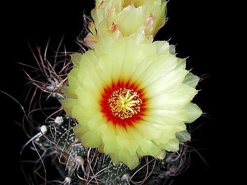 أزهارأنواع  صبار Cactus-5