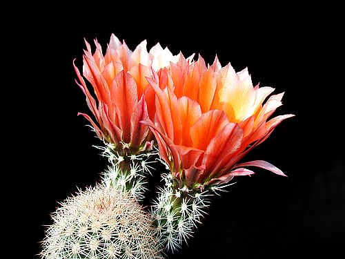 أزهارأنواع  صبار Cactus-55