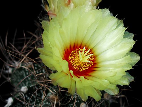 أزهارأنواع  صبار Cactus-7