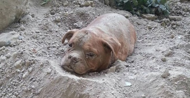 #La Tierra está a las puertas de la sexta extinción masiva de vertebrados#UNA CIVILIZACION SE JUZGA POR COMO TRATA A SUS ANIMALES - Página 4 55cf940b5eb1d