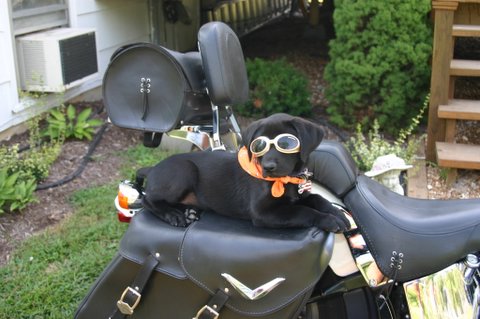 DOG'S & BIKES ATTITUDES - Page 3 Harley_boy