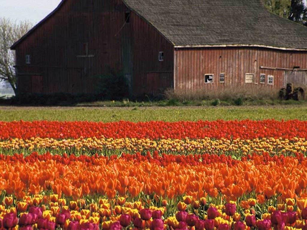 Simplemente Naturaleza Campo-Tulipanes