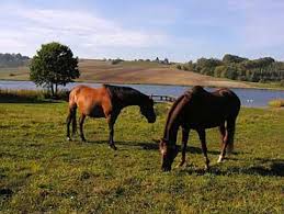 Turismo do Alentejo e Ribatejo prepara plano para Turismo Equestre Cavalo
