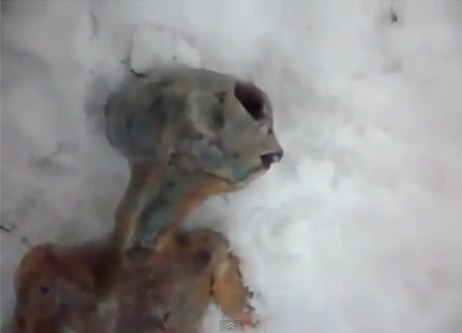 Extraterrestre muerto en Rusia y aparicion de OVNI  Alien-rusia