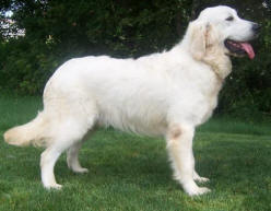 Hva skjedde med golden i golden retriever? Breagh%20body%20AJC