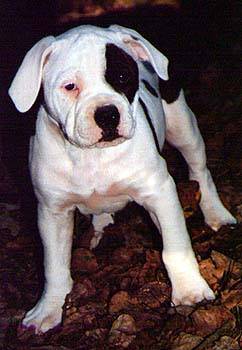 S.P.A. ( plus d'animaux ) American%20Bulldog