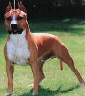 american staffordshire terrier Am%20staff