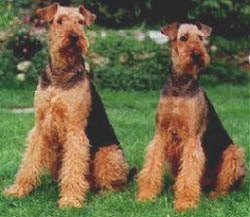 welke hond  uit elke rasgroep vindt je het leukst Airedale_terrier_03a