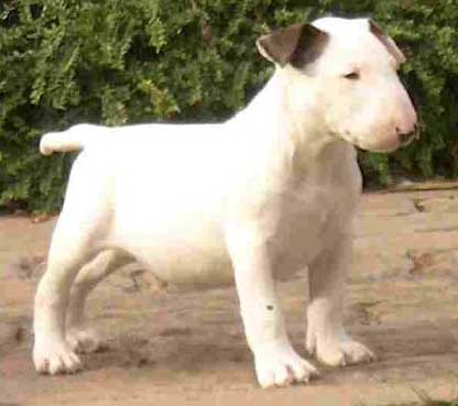 Bull Terrier Bull_terrier_08a