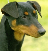 La race de vos rêves... German_pinscher_02_puppies_for_sale