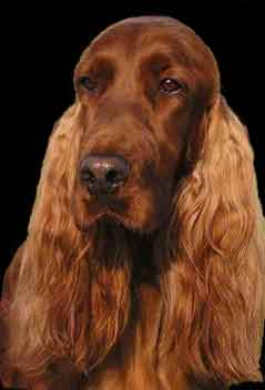 IRSKI CRVENI SETER-Irish Red Setter , FCI standard: N° 120 Irish_red_setter_01a