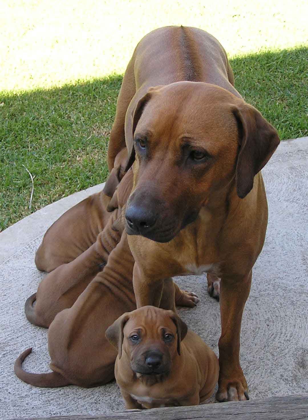 Chien peu connu Rhodesian_ridgeback_a_pups_